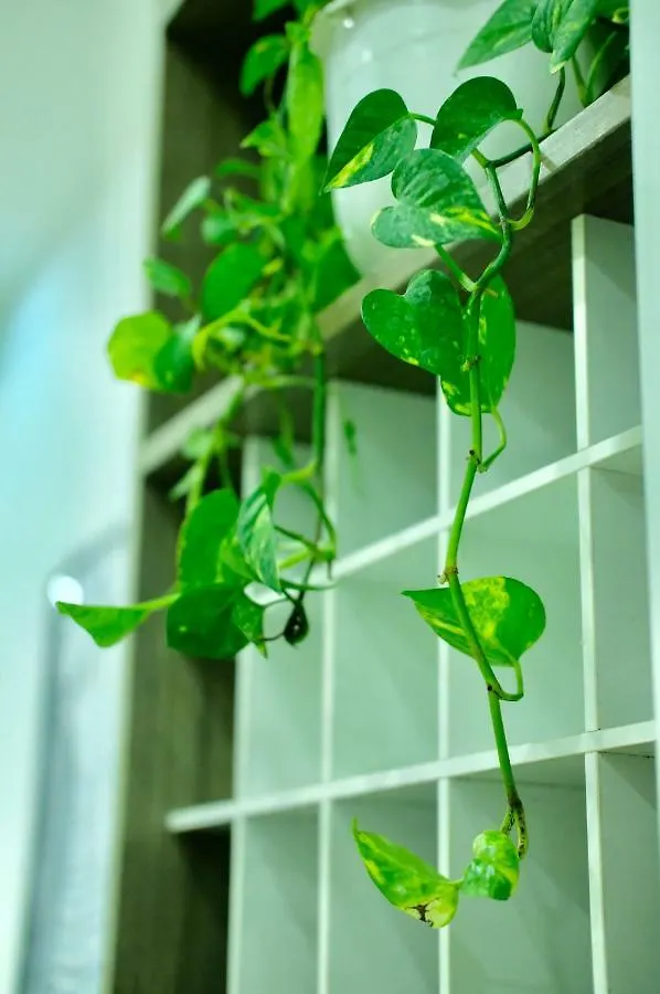 Stay In Nha Trang Apartment